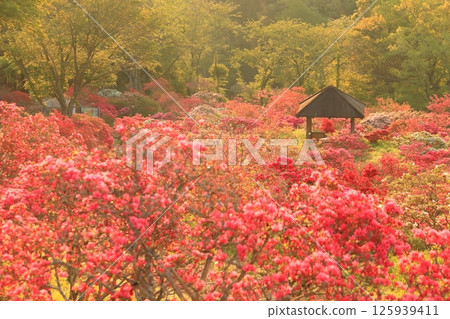 篤間杜鵑花公園的杜鵑花 125939411