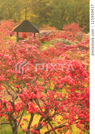 Azaleas at Kasama Azalea Park 125939417