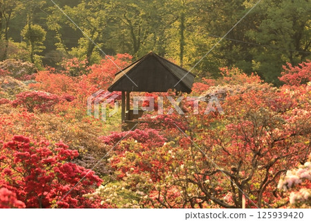 Azaleas at Kasama Azalea Park 125939420