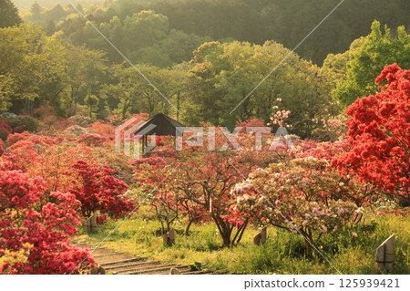 篤間杜鵑花公園的杜鵑花 篤間杜鵑花公園的杜鵑花 125939421