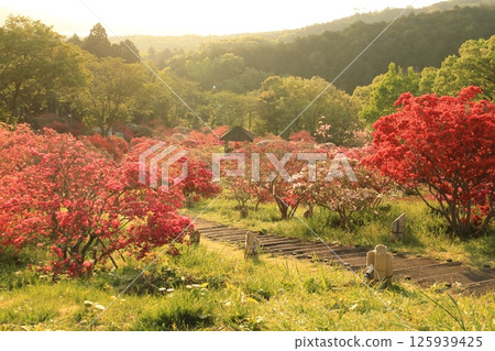 Azaleas at Kasama Azalea Park 125939425