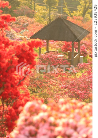 Azaleas at Kasama Azalea Park 125939429