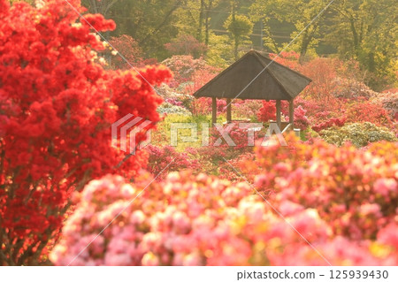 篤間杜鵑花公園的杜鵑花 篤間杜鵑花公園的杜鵑花 125939430