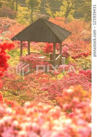 篤間杜鵑花公園的杜鵑花 篤間杜鵑花公園的杜鵑花 125939431