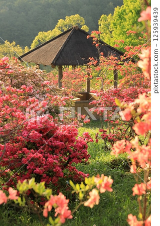 篤間杜鵑花公園的杜鵑花 125939439