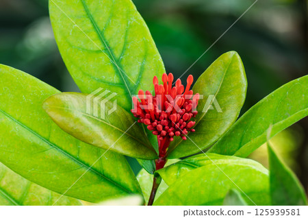 桑塔卡的蓓蕾 125939581