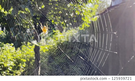 Spiderweb swaying in wind at garden with sunlight at background. Spider builds a cobweb outdoor. Beautiful nature scene on summer day. Concept of wildlife. Slow motion Spiderweb swaying in wind at garden with sunlight at background. Spider builds a cobweb outdoor. Beautiful nature scene on summer day. Concept of wildlife. Slow motion 125939721