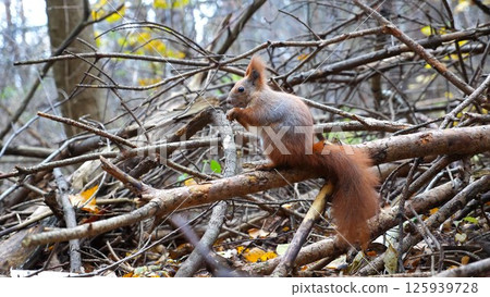 Wild fluffy squirrel sitting at wooden branch gnawing nuts at forest. Cute brown rodent eating found walnuts at autumn park. Pretty small sciurus chewing food outdoor. Concept of wildlife Wild fluffy squirrel sitting at wooden branch gnawing nuts at forest. Cute brown rodent eating found walnuts at autumn park. Pretty small sciurus chewing food outdoor. Concept of wildlife 125939728