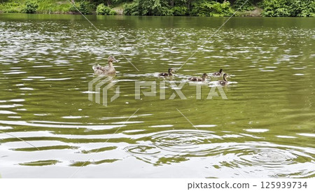 Mallard with ducklings floating in the lake at summer day. Mother duck with brood swimming at pond. Birds family in the nature habitat. Concept of animal wildlife. Close up Slow mo 125939734