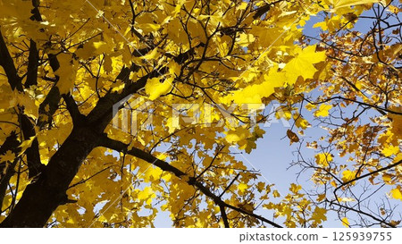Golden maple leaves on tree branches gently swaying in the wind at sunny day. Lush autumn yellow foliage swinging on breeze at forest. Beautiful colorful fall season. Close up Slow motion 125939755