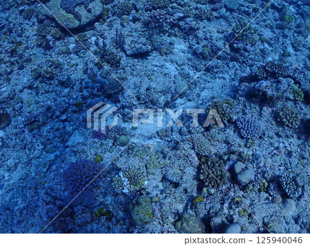 Okinawa / Ishigaki Ibaruma Bay Undersea coral forest Okinawa / Ishigaki Ibaruma Bay Undersea coral forest 125940046