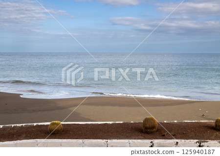 Cactuses on the coast of Atlantic ocean, Spain Cactuses on the coast of Atlantic ocean, Spain 125940187