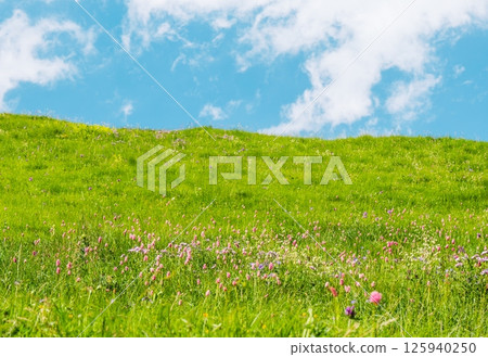 Green hill with wildflowers under blue sky 125940250