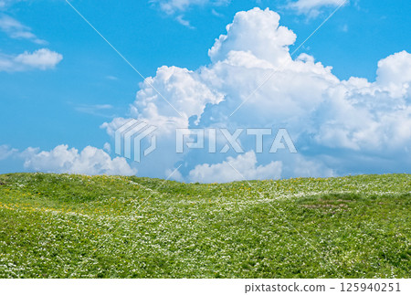 Blue sky and summer green field landscape Blue sky and summer green field landscape 125940251