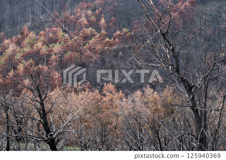 Burnt trees and damaged forest showing the aftermath of wildfire 125940369