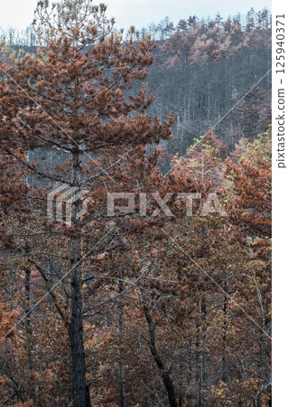 Burnt trees dominating a desolate forest landscape after wildfire 125940371