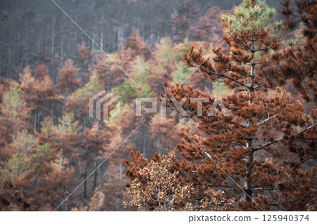 Burnt trees showing damage after wildfire in a conifer forest 125940374