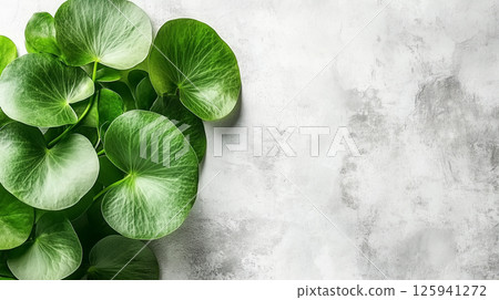 Lush green Centella asiatica leaves arranged against a textured neutral background. Concept for natural design, organic skincare, and botanical beauty themes 125941272