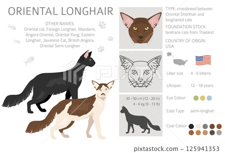 Oriental Longhair Cat clipart. All coat colors set. All cat breeds characteristics infographic Oriental Longhair Cat clipart. All coat colors set. All cat breeds characteristics infographic 125941353