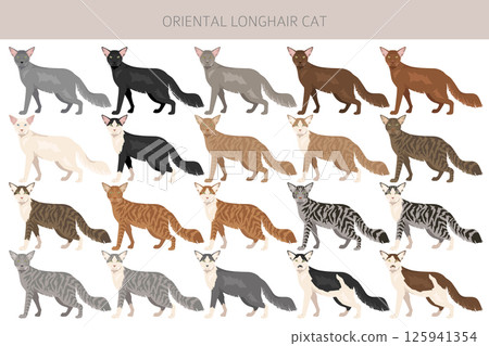 Oriental Longhair Cat clipart. All coat colors set.  All cat breeds characteristics infographic Oriental Longhair Cat clipart. All coat colors set.  All cat breeds characteristics infographic 125941354