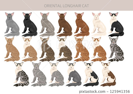 Oriental Longhair Cat clipart. All coat colors set.  All cat breeds characteristics infographic Oriental Longhair Cat clipart. All coat colors set.  All cat breeds characteristics infographic 125941356