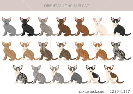 Oriental Longhair Cat clipart. All coat colors set. All cat breeds characteristics infographic Oriental Longhair Cat clipart. All coat colors set. All cat breeds characteristics infographic 125941357