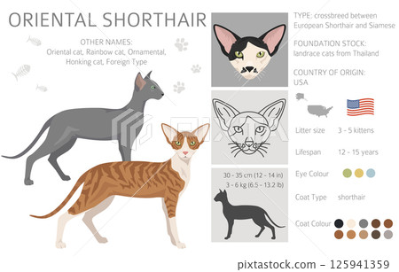 Oriental Shorthair Cat clipart. All coat colors set.  All cat breeds characteristics infographic 125941359