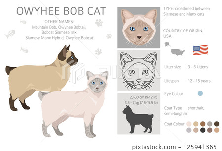 Owyhee Bob Cat clipart. All coat colors set.  All cat breeds characteristics infographic 125941365