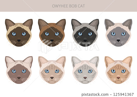 Owyhee Bob Cat clipart. All coat colors set. All cat breeds characteristics infographic Owyhee Bob Cat clipart. All coat colors set. All cat breeds characteristics infographic 125941367