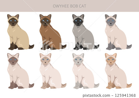 Owyhee Bob Cat clipart. All coat colors set.  All cat breeds characteristics infographic 125941368