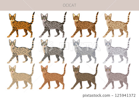 Ocicat, Ocelot Cat clipart. All coat colors set.  All cat breeds characteristics infographic 125941372