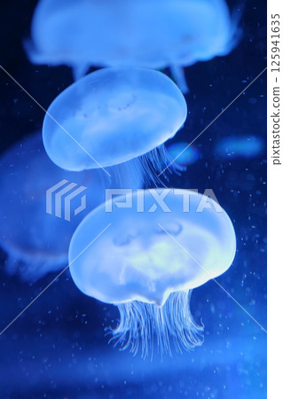 Jellyfish (Port of Nagoya Public Aquarium, Minato Ward, Nagoya City, Aichi Prefecture) 125941635