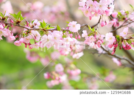 Pale pink Shikawa cherry blossoms Pale pink Shikawa cherry blossoms 125941686