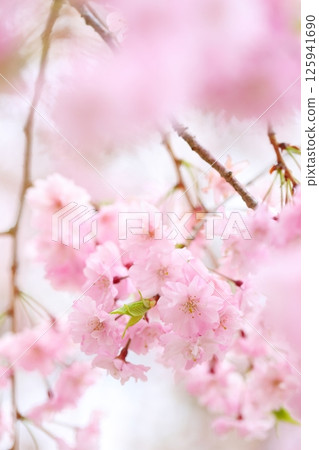 盛開的雙紅垂枝櫻花特寫 125941690