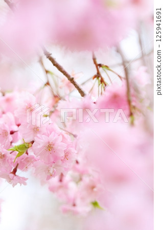 盛開的雙紅垂枝櫻花特寫 盛開的雙紅垂枝櫻花特寫 125941691