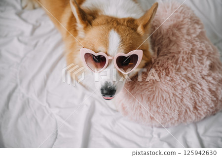 Corgi relaxing on a fluffy pillow wearing heart-shaped sunglasses indoors 125942630