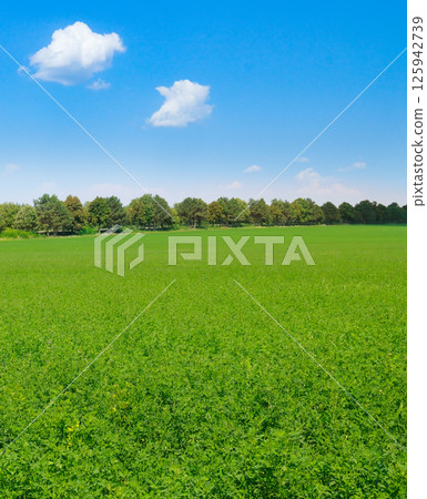 Summer landscape, growing fodder crops of green clover of alfalfa in cultivated fields Summer landscape, growing fodder crops of green clover of alfalfa in cultivated fields 125942739