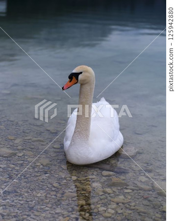 Swan gracefully gliding in clear water near rocky shoreline at a serene lakeside 125942880