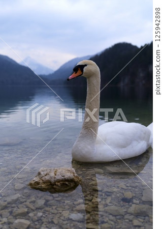 Elegant swan gracefully glides in clear lake surrounded by mountains at twilight 125942898