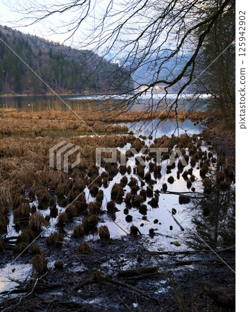 Wetland landscape with marshy area and mountain backdrop during dusk in a serene natural setting 125942902