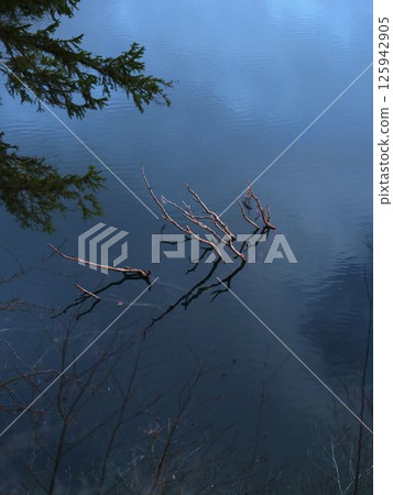 Reflected branches in calm water create a serene natural scene in a tranquil forest location during daytime 125942905