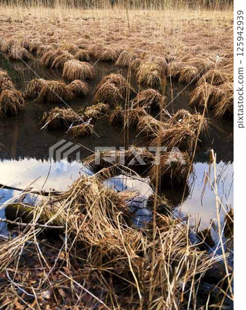 Wetland with dense grass clumps reflecting on water in the early afternoon light 125942939