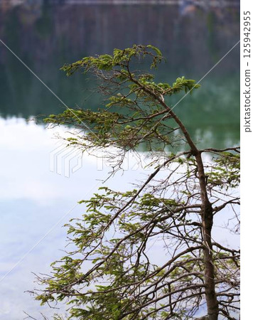 Tree branches extend over tranquil turquoise lake in serene mountain landscape 125942955
