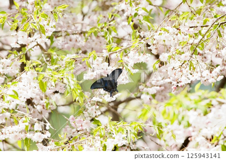Swallowtail butterfly on a weeping cherry tree 125943141