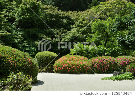 五月花季的紫泉定山寺庭園（京都市左京區） 125943494