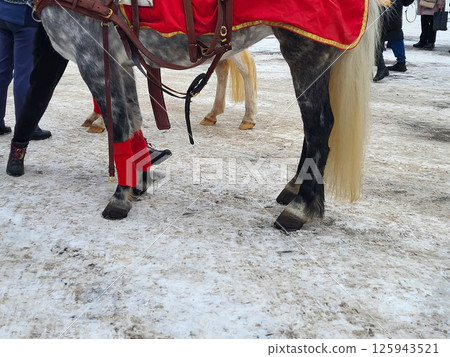 The legs of a bay horse with a long tail standing on wet snow on asphalt. 125943521