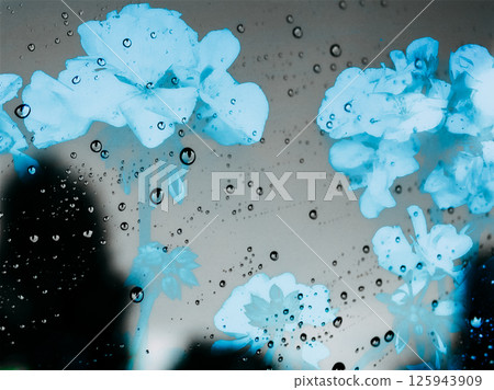 Blue daisy with raindrops. Blue osteospermum in the rain. Blue flowers in the rain. Blue flowers with rain drops. 125943909