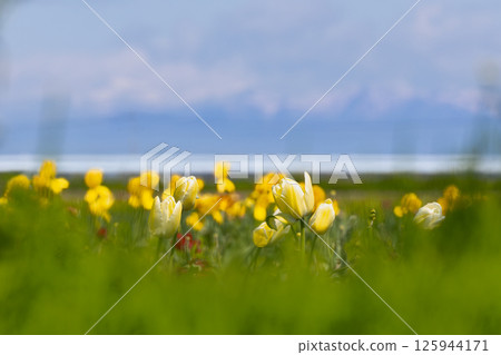Miyagi Yoneyama Tulip Festival 125944171