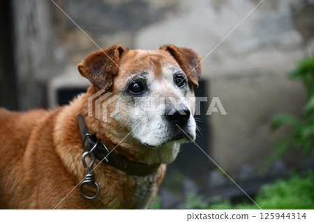 close-up portrait red dog golden retriever labrador in autumn against the background of red-yellow close-up portrait red dog golden retriever labrador in autumn against the background of red-yellow 125944314