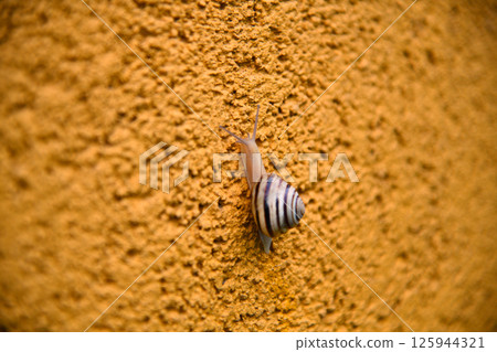 Snail crawling on the green moss with blurred background, shallow depth 125944321
